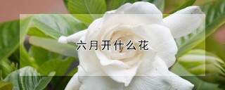 六月开什么花,第1图