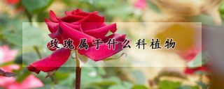 玫瑰属于什么科植物,第1图