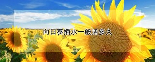 向日葵插水一般活多久,第1图