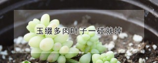 玉缀多肉叶子一碰就掉,第1图