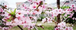 银柳和桃花的区别,第1图