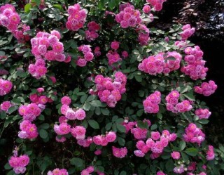 蔷薇花的种类，蔷薇花最受欢迎八大品种,第2图