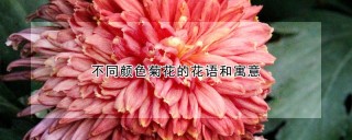 不同颜色菊花的花语和寓意,第1图