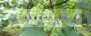 青色葡萄叫什么名字,第1图