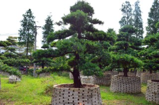 适合庭院种植的树,第3图