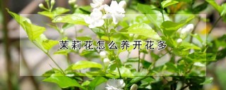 茉莉花怎么养开花多,第1图