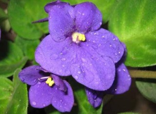 紫罗兰有哪些品种，紫罗兰品种大全,第6图