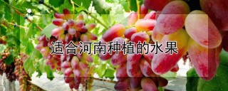 适合河南种植的水果,第1图
