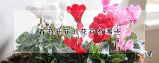 春节开花的花卉有哪些,第1图