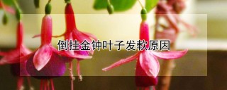 倒挂金钟叶子发軟原因,第1图