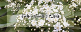 石楠花的味道怎么形容,第1图