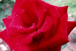 22朵玫瑰花花语是什么,第3图