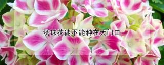 绣球花能不能种在大门口,第1图