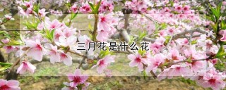 三月花是什么花,第1图