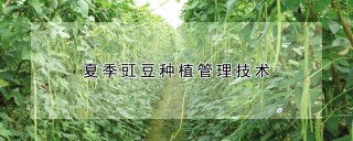 夏季豇豆种植管理技术,第1图