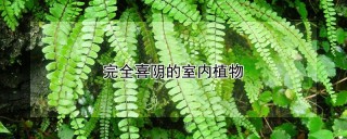 完全喜阴的室内植物,第1图