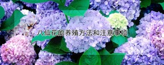 八仙花的养殖方法和注意事项,第1图