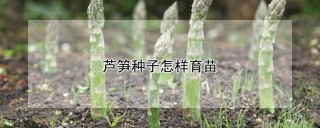 芦笋种子怎样育苗,第1图