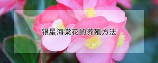 银星海棠花的养殖方法,第1图