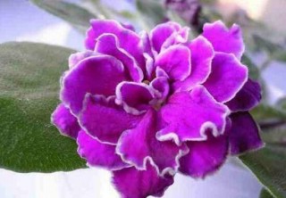 紫罗兰怎么种，紫罗兰种子的种植方法,第7图