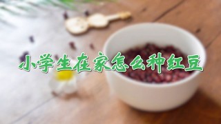 小学生在家怎么种红豆,第1图