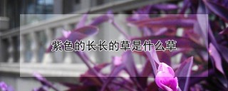 紫色的长长的草是什么草,第1图