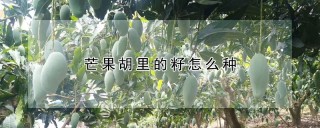 芒果胡里的籽怎么种,第1图