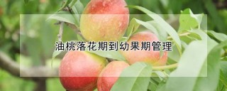 油桃落花期到幼果期管理,第1图