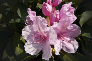 粉色杜鹃花花语,第3图