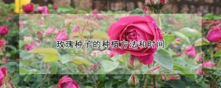 玫瑰种子的种植方法和时间,第1图