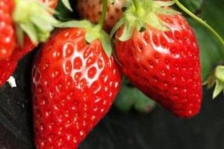 草莓如何压蔓,第2图