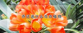 乔迁送什么花卉植物,第1图