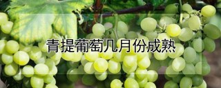 青提葡萄几月份成熟,第1图