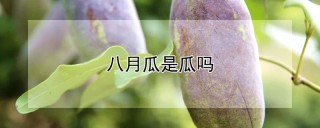 八月瓜是瓜吗,第1图