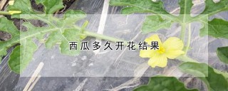 西瓜多久开花结果,第1图