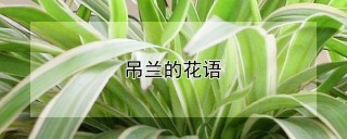 吊兰的花语,第1图