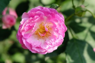 蔷薇花的扦插方法,第2图