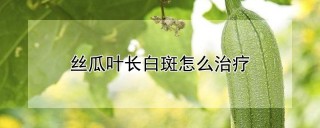 丝瓜叶长白斑怎么治疗,第1图