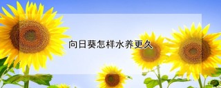 向日葵怎样水养更久,第1图