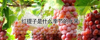红提子是什么季节的水果,第1图