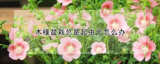 木槿盆栽总是起虫子怎么办,第1图