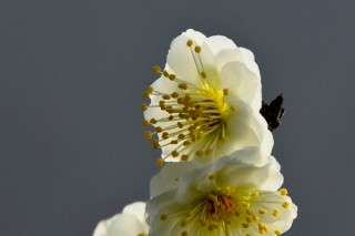 绿萼梅就是白梅花吗,第3图