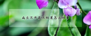 扁豆不开花不结果怎么回事,第1图