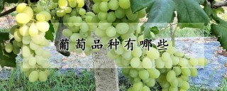 葡萄品种有哪些,第1图