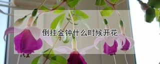 倒挂金钟什么时候开花,第1图