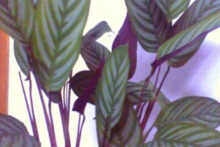 紫背竹芋怎么分盆,第3图