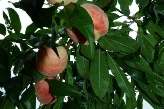 水蜜桃的种植技术,第2图