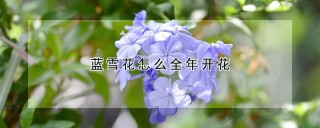 蓝雪花怎么全年开花,第1图