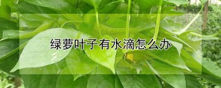 绿萝叶子有水滴怎么办,第1图