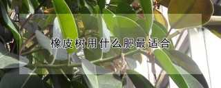 橡皮树用什么肥最适合,第1图